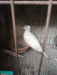 White chuithal red eye male dove